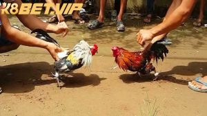 Đá gà cựa sắt