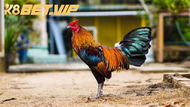Giống gà đá cựa sắt